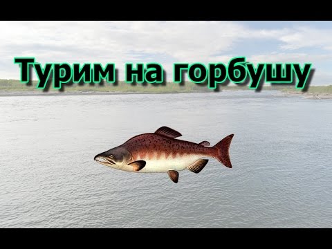 Русская рыбалка 3 волга