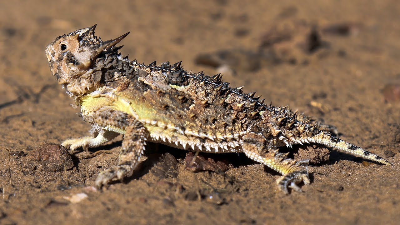 Horned Lizard (Organism Classification), Dallas, Texas, Lizard (Animal), Te...