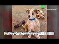 Program pairs women with puppies at Springer Correctional Facility