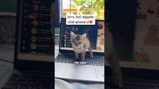 Meet my new study partner Jerry 🥹📚🐱 #catlove #animalshorts  #adoptedkittens