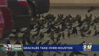 Grackles Take Over Texas Grocery Store Parking Lot