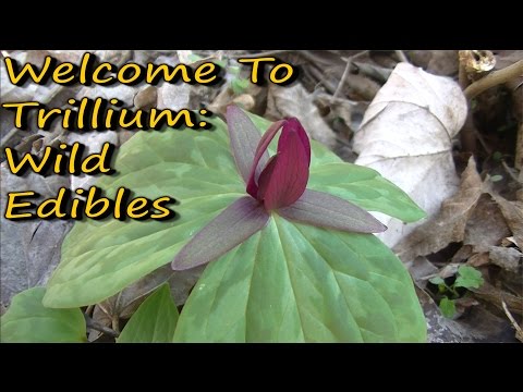 Video: Apakah trilium dapat dimakan?