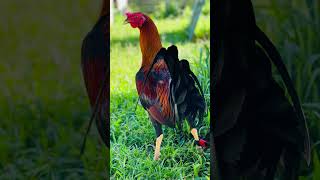 Peternak Ayam Inport Fhilipina Escolin Boston Roundhead