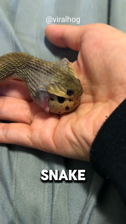 The Toothless Snake That Devours Eggs Whole #shorts