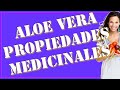 Aloe Vera Propiedades Medicinales - Propiedades y Aplicaciones curativas de la sabila o Aloe Vera