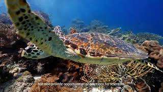 World Reef Day