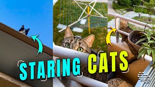Cat Staring at Another on the Balcony Above