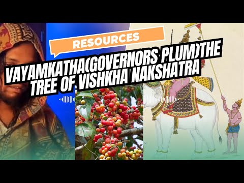 Vayam Katha (The governess plum) The tree of vishkha nakshatra