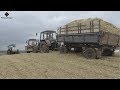 Заготовка кукурузного силоса в курган