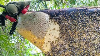 Amazing‼️the thickness of the honey sacs is beyond reason #harvest #honey #bee #honey