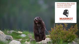 Full Groundhog Day 2025 with Van Isle Violet Guide