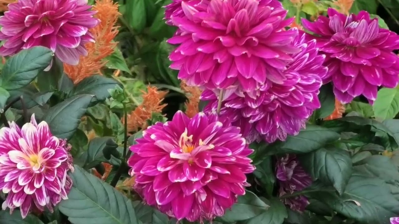 Year of the Horse @ the Gardens 4K