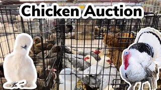 Why Chicken Auctions Are Not What You Think
