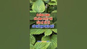 8 công dụng vô cùng tuyệt vời của lá tía tô có thể bạn chưa biết #songkhoe #suckhoe #baithuocdangian