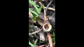 Bird’s Nest Fungi
