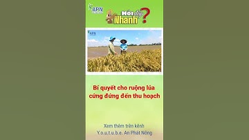 APN - Bí quyết cho ruộng lúa cứng đứng đến thu hoạch #shorts #kỹ_thuật_canh_tác_lúa