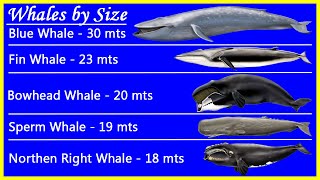 Top 5 Biggest Whales by Size and their real Whale Sounds Recordings. Beautiful! ♓