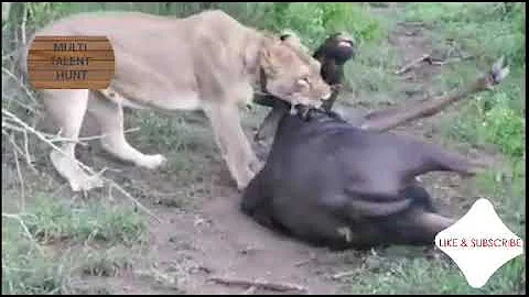 Hot animal xxx fight