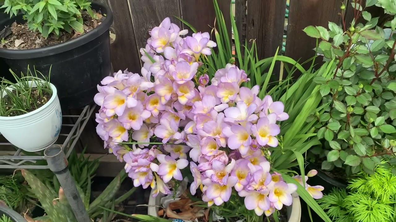 #15 El cuidado que le doy a mi freesias