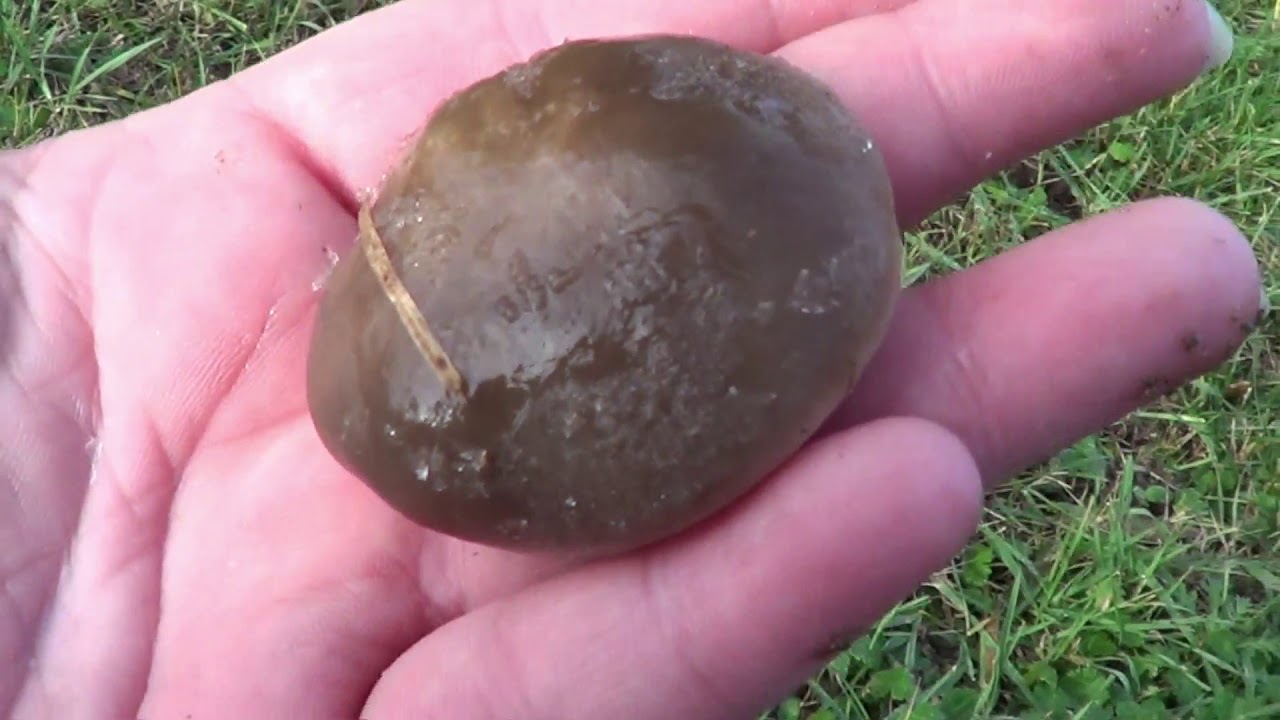 Première sortie champis!! le pied violet