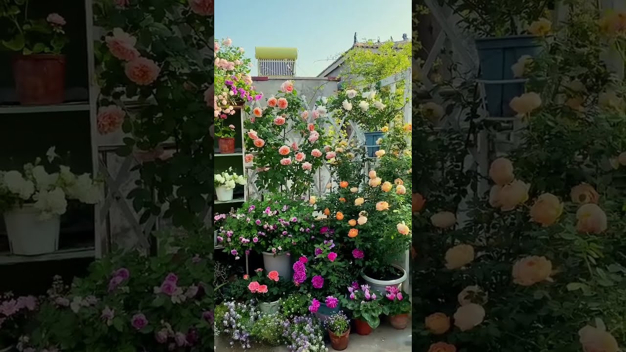 The Vibrant World of Gardens  