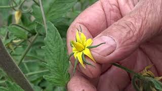 le 20/05/2024: Comment et pourquoi protéger les fleurs de tomates ?