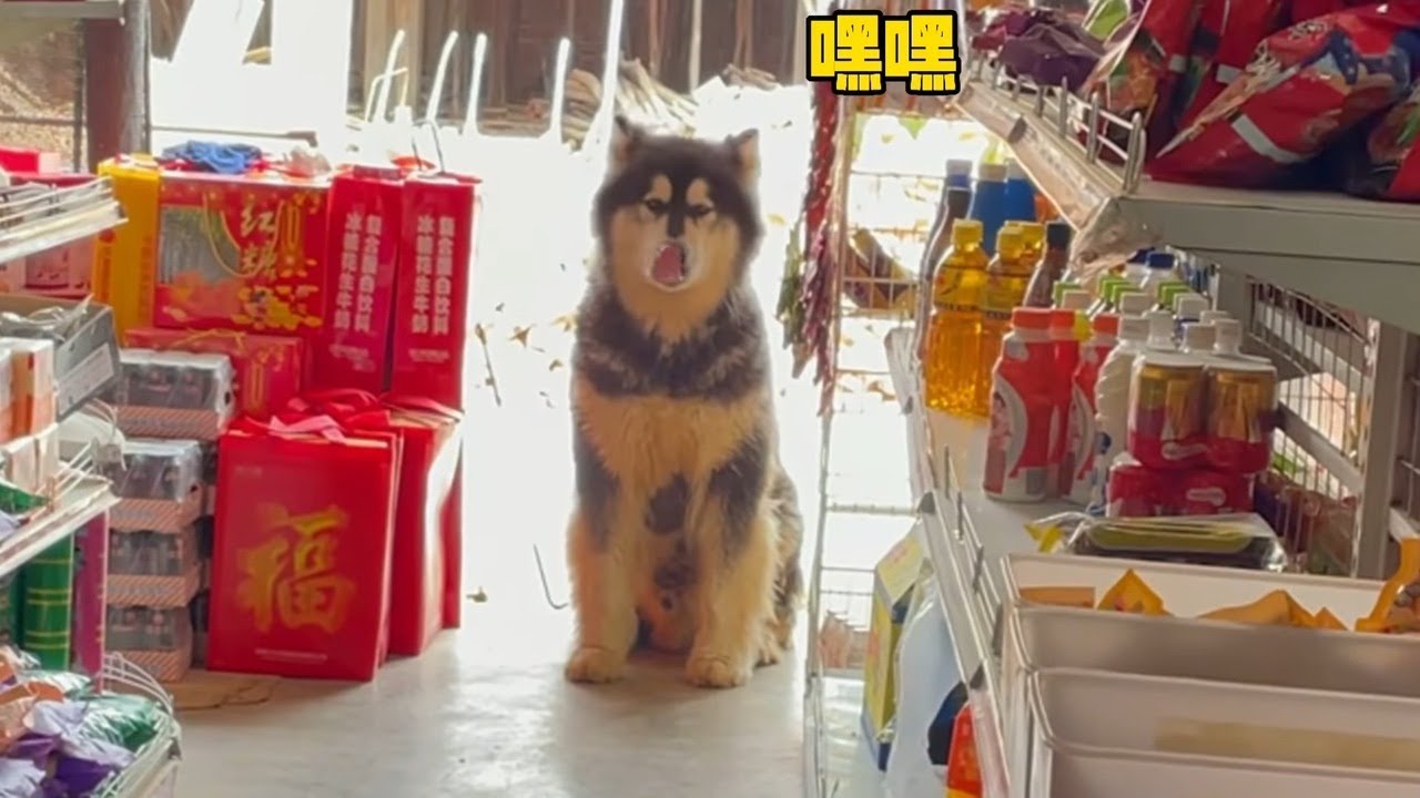 大王化身小卖部店长，认真看守欢迎客人上门 Dawang becomes the manager of the grocery store, waiting here to ready to serve