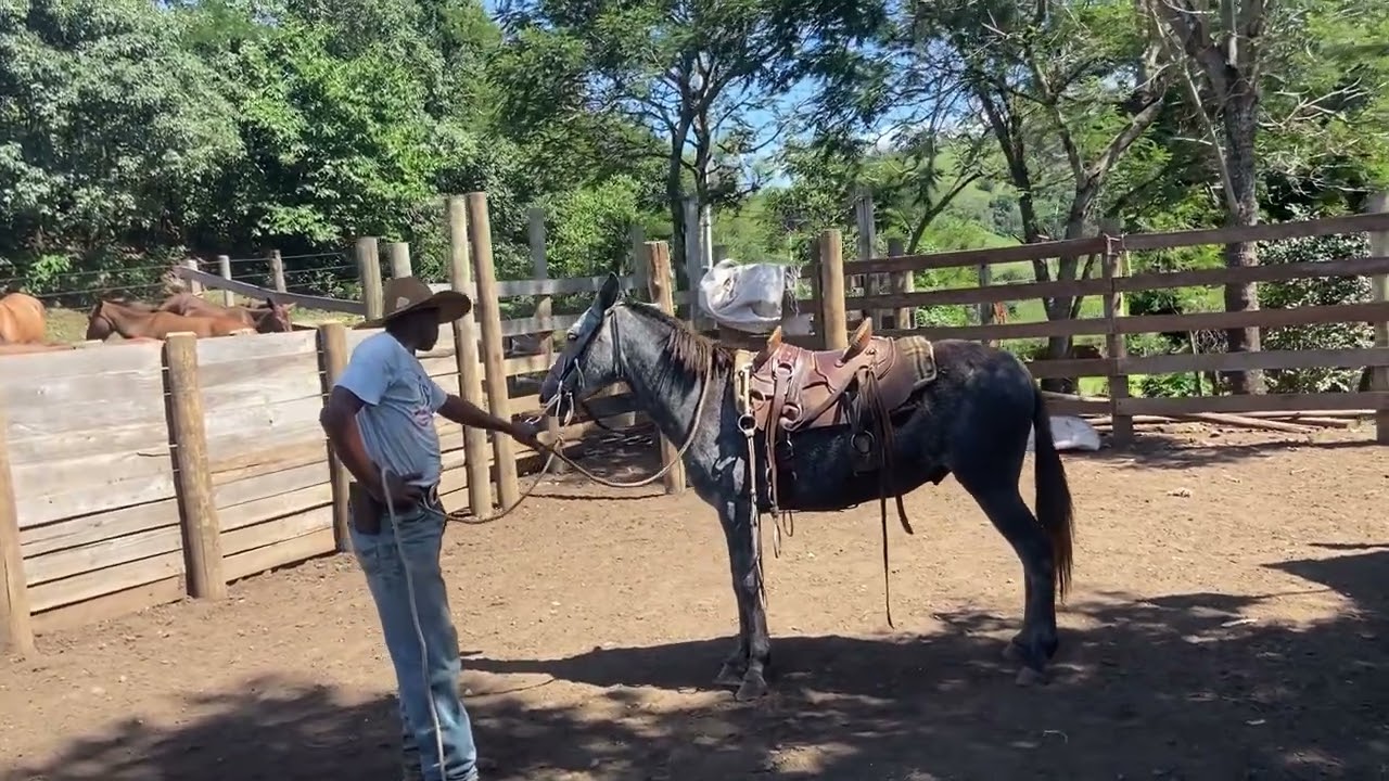 “Domador montou em dois Burros Tordilhos”