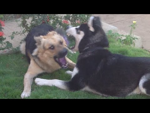 german shepherd fighting