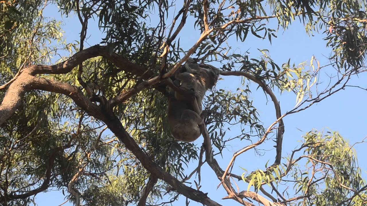 Wild Koalas Mating Raymond Island YouTube