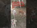 अमर अकबर एंथोनी,#doglove #lifeisbutadream #positivevibes #funny #love #motivation #cute #life