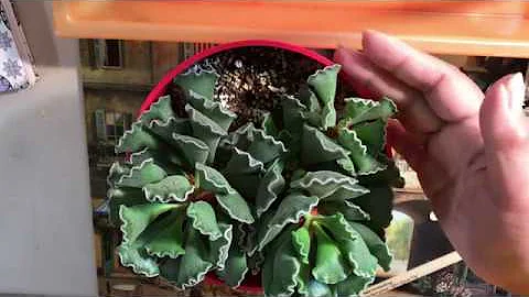 SUCCULENT OF THE DAY --THE ADROMISCHUS - DayDayNews