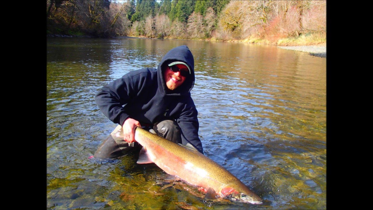 Olympic Peninsula Steelhead Fishing Forks, WA Springer's Sportfishing