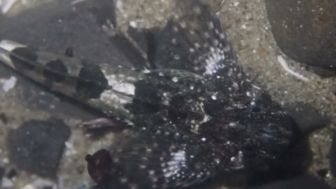 Mosshead Sculpin (Seal Rock, Oregon)