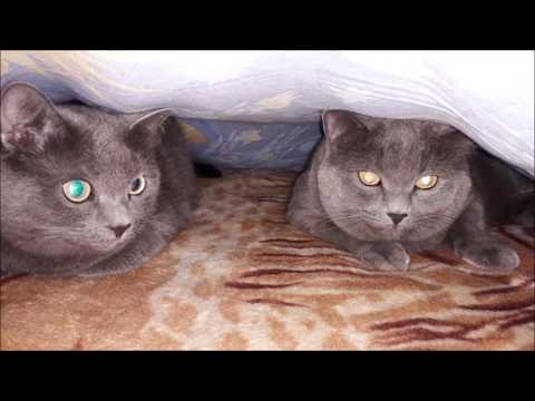 Почему кошки любят прятаться под простыней? #funny_cats