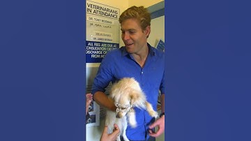 Thumbnail of Dog Without Owner Admits Herself To The Vet 😂  | Bondi Vet #shorts