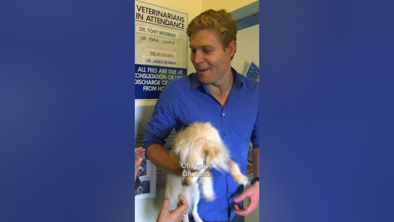 Dog Without Owner Admits Herself To The Vet 😂  | Bondi Vet #shorts