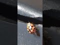 Oenopia conglobata