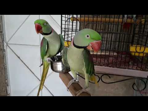 BEST | TALKING PARROT | PARADISE BIRDS INFORMATION OFFICIAL _ Youtube