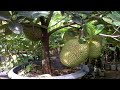 How To Graft Jackfruit tree