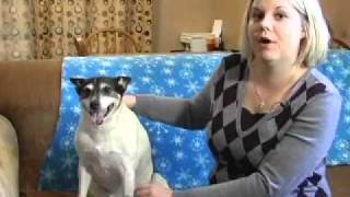 Humane Society Dog