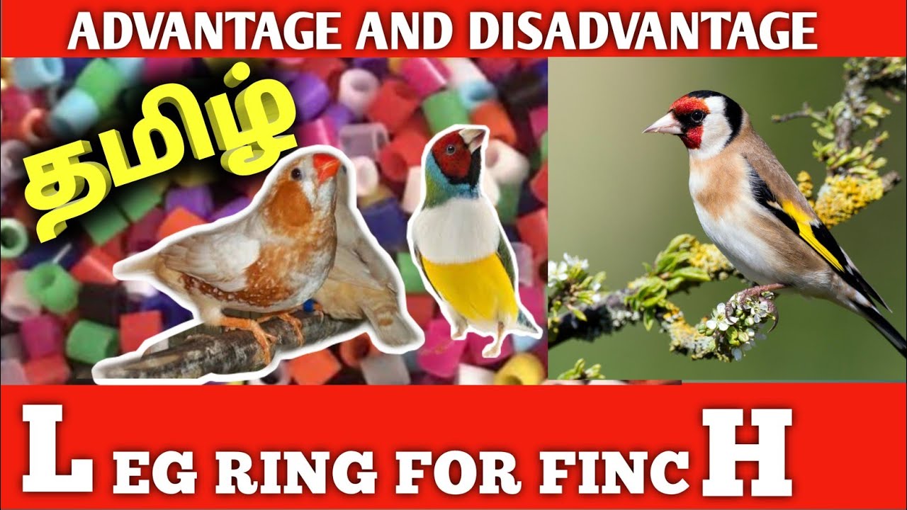 Leg ring for Zebra Finch Zebra Finch breeding progress Aviary