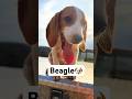 Perfect dogs… for someone else! #animals #foryou #beagle #fyp #funnyvideos