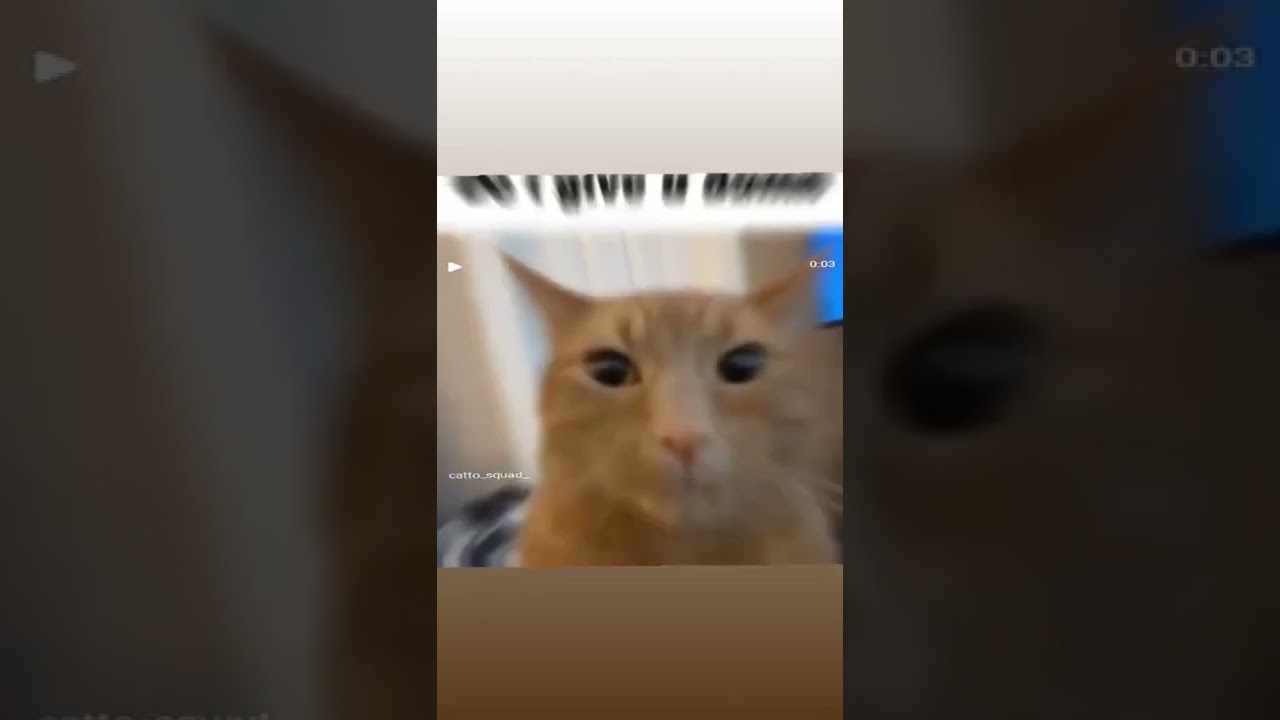 do i give a damn cat video