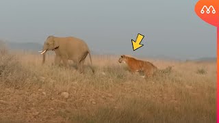 QUANDO O TIGRE ENCONTRA O ELEFANTE