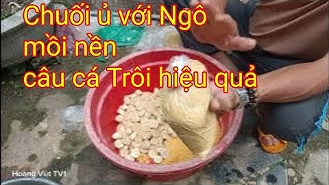 Số 042. Ngô ủ với Chuối làm mồi nền câu cá trôi đỏ, cá trôi trắng khá hiệu quả