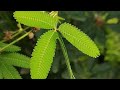 Why are Shameplants Shy #shorts #facts #roxxfacts