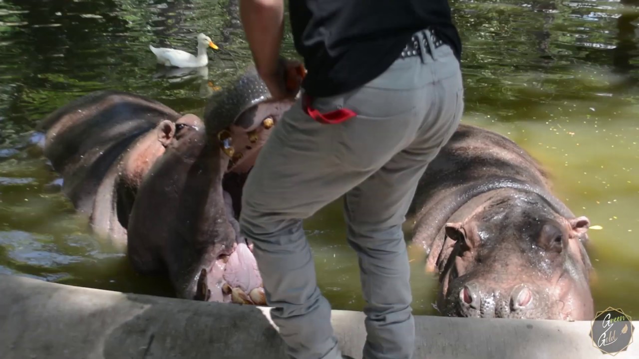 Zoológicos, ¿Son buenos o malos? | Greengold México - YouTube