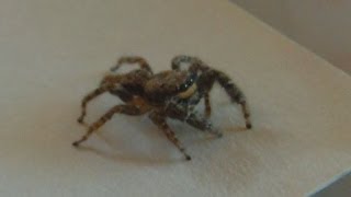 Celebrity Jumping spider is hunting laserpointer's red dot 2 Wealth