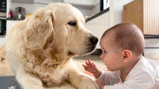 Golden Retriever Wont Leave The Babys Side